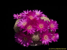 Sulcorebutia albissima 3334
